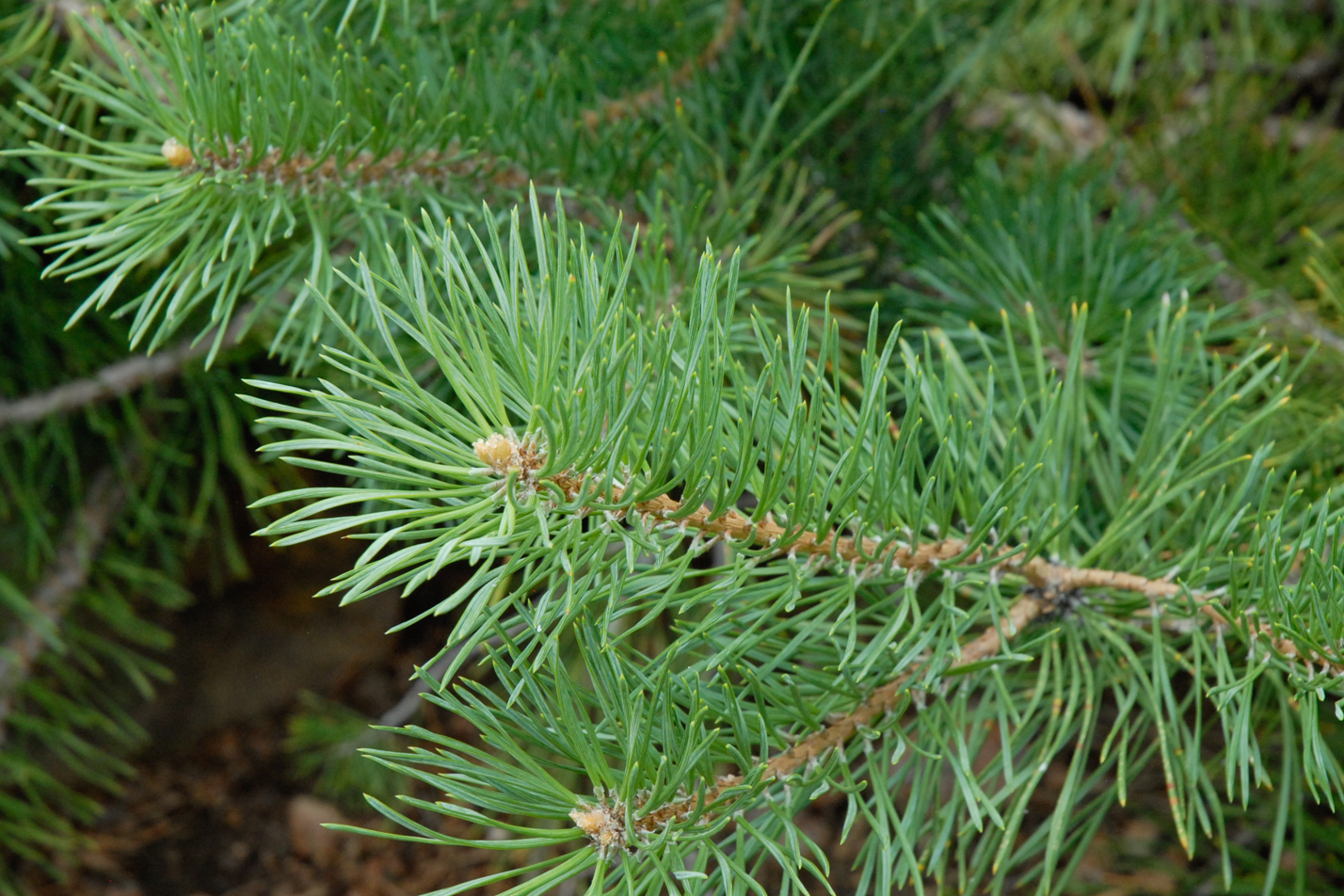 Hillside Creeper Pine